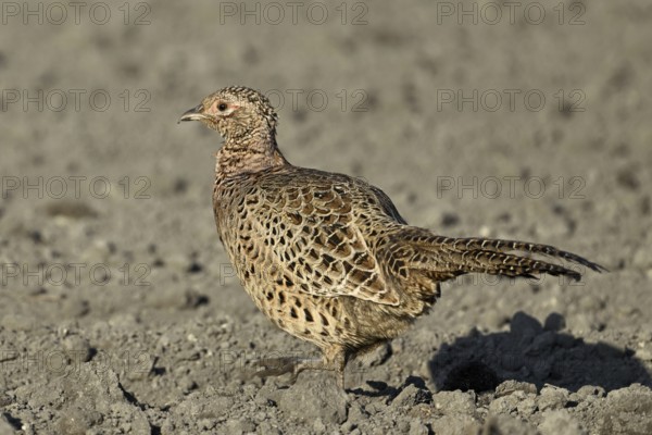 Pheasant or hunting pheasant (Phasianus colchicus), female running across a field, Lake Neusiedl National Park, Seewinkel, Burgenland, Austria, Europe