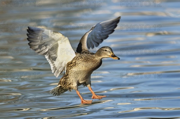 Mallard (Anas platyrhynchos), female in flight, Lake Zug, Canton Zug