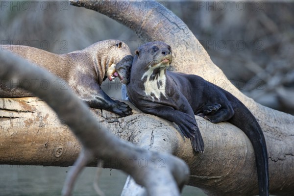 Giant otter (Pteronura brasiliensis) Pantanal Brazil