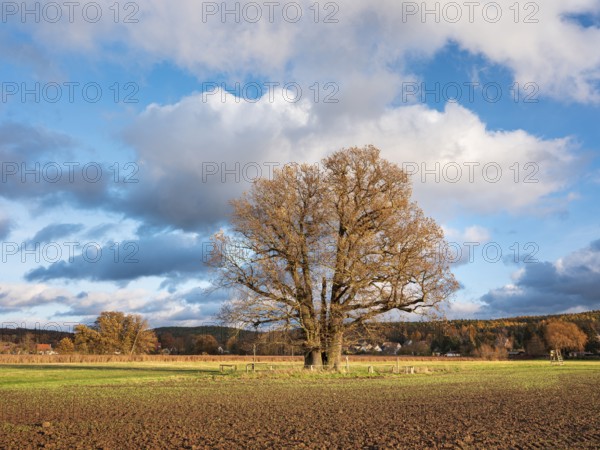 Ploughed field with huge solitary oak under blue sky with clouds in autumn, giant tree, natural monument, Thuringia, Germany, Europe