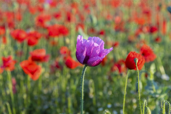 Single flower of blue poppy (Papaver somniferum), in the background red flowering poppy (Papaver rhoeas), Callenberg, Saxony, Germany, Europe