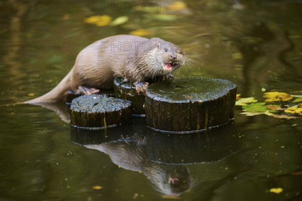 Eurasian otter (Lutra lutra) on a tree trunk in the water of a little lake, Bavaria, Germany, Europe