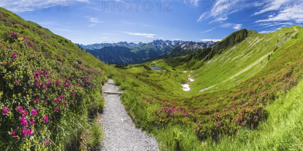 Alpine rose blossom, panorama from the Fellhorn over the Schlappoldsee and mountain station of the Fellhornbahn to the central main ridge of the Allgäu Alps, Allgäu, Bavaria, Germany, Europe