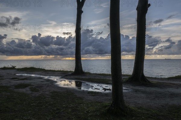 Beech forest (Fagus sylvatica), Ghost Forest Nienhagen, Mecklenburg-Western Pomerania, Germany, Europe