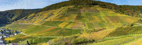 Vineyards in autumn, Mayschoß, Ahr valley, red wine of the Pinot Noir and Portugieser grape is grown here, red wine growing region, Eifel, Rhineland-Palatinate, Germany, Europe