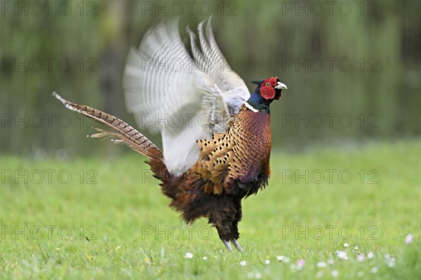 Pheasant (Phasianus colchicus), calling male, courtship, flapping wings, fluttering, Texel, North Holland, Netherlands