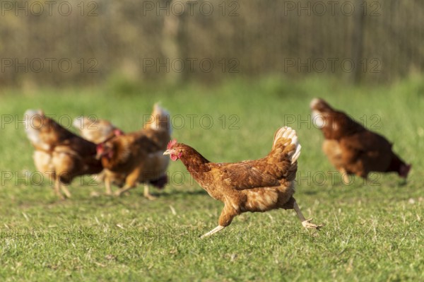 A group of brown hens moving across a green meadow, domestic fowl, Rhineland-Palatinate, Germany, Europe