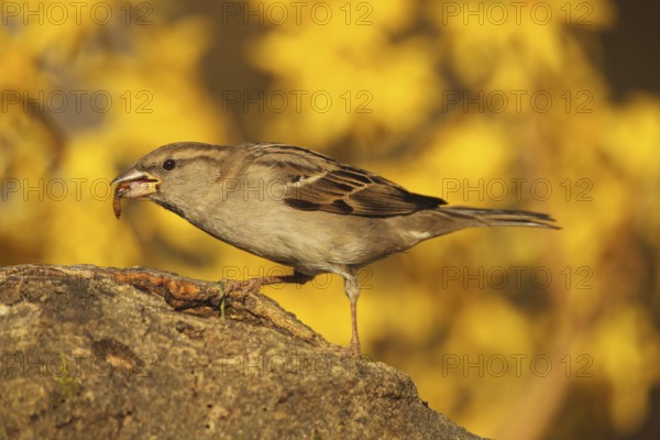 House Sparrow (Passer domesticus) female, Allgäu, Bavaria, Germany, Allgäu, Bavaria, Germany, Europe