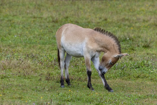 Przewalski's horse (Equus przewalski) capive Germany
