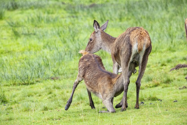 Red deer (Cervus elaphus) cow with calf captive Germany