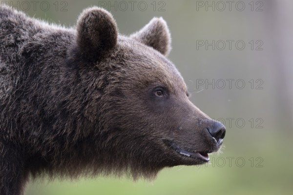 Brown bear (Ursus arctos) in the Finnish taiga, Kuusamo, Finland, Europe