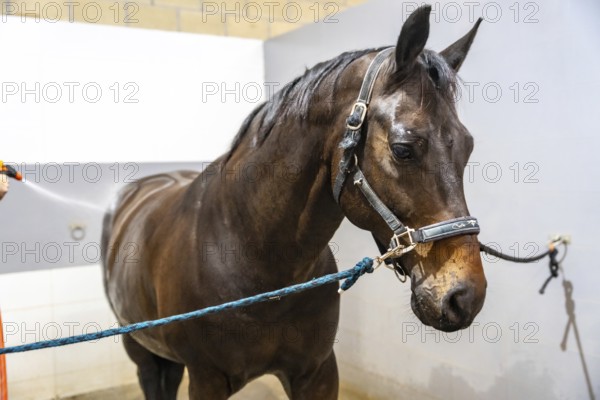 Horse tied with ropes on the wall while receiving a shower in a rehabilitation center