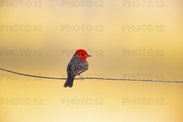 Vermilion flycatcher (Pyrocephalus rubinus) Pantanal Brazil