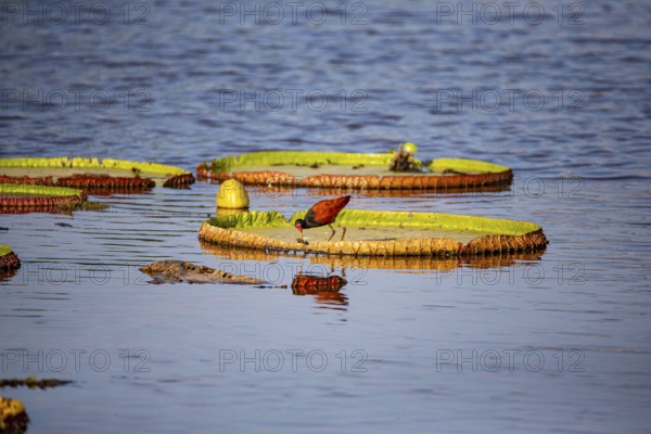 Red-fronted leaflet (Jacana jacana) Pantanal Brazil