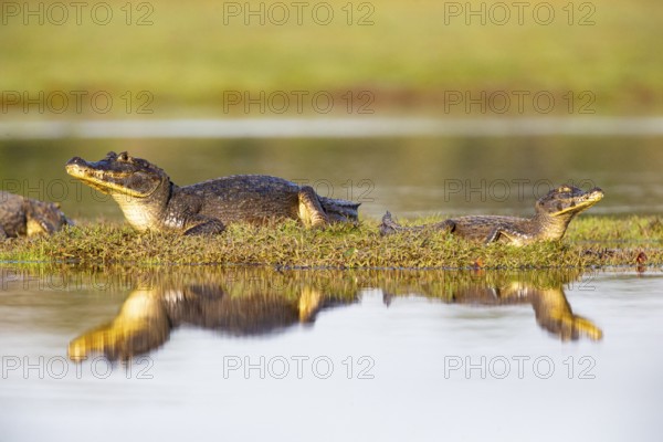 Spectacled caiman (Caiman crocodilius) Pantanal Brazil