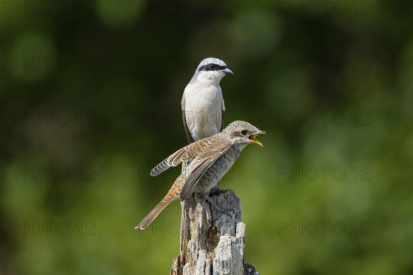 Red-backed shrike (Lanius collurio) Juvenile and adult bird Germany