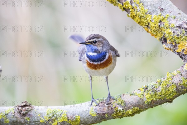 Bluethroat (Luscinia svecica cyanecula) Male Germany