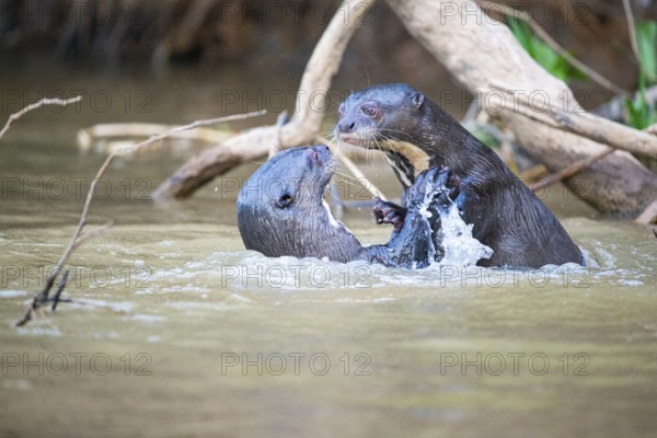 Giant otter (Pteronura brasiliensis) Pantanal Brazil