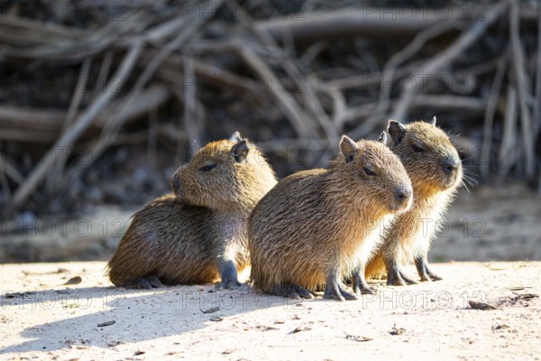 Capybara (Hydrochaeris hydrochaeris) Pantanal Brazil