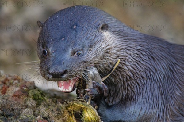 Southern river otter (Lontra longicaudis) Pantanal Brazil