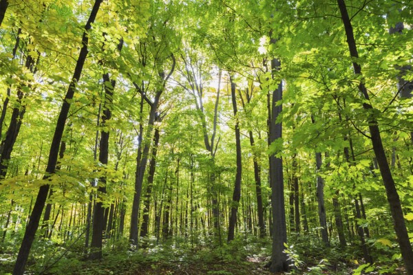 Mixed forest of tall backlighted Acer - Maple, Betula - Birch trees with abundant green, yellowish leaves and sunburst in autumn, Quebec, Canada, North America