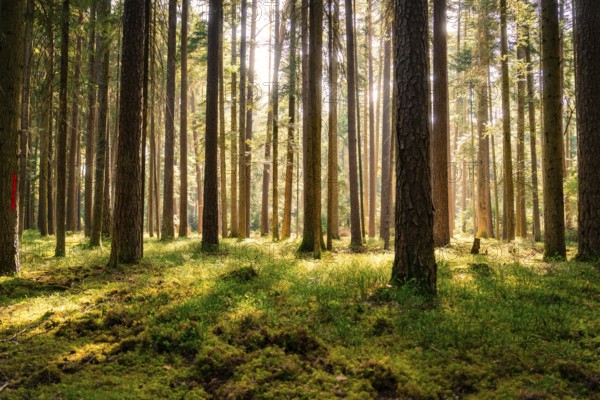 Tall trees with rays of light enriching the mossy forest floor, Calw, Black Forest, Germany, Europe