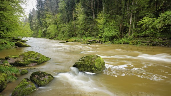 European beech trees shedding leaves, in the foreground moss-covered stones on the river Sihl, Sihlsprung, Menzingen, Canton Zug, Switzerland, Europe