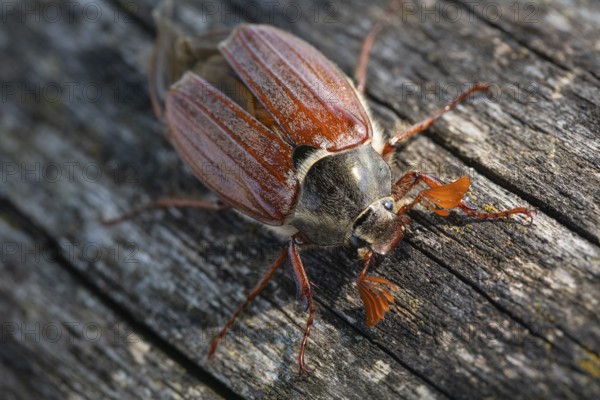Close-up of cockchafer - fascinating details of a spring messenger