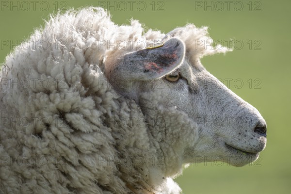 Sheep, portrait, Hauke-Haien-Koog, North Frisia, Schleswig-Holstein, Germany, Europe