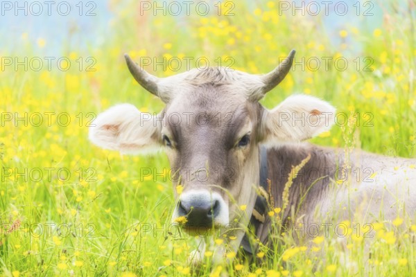 Allgäu Brown Swiss, (Bos primigenius taurus), Allgäu, Bavaria, Germany, Europe