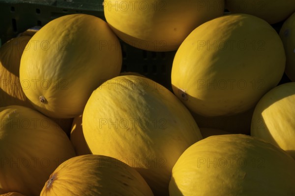 Close-up, several honeydew melons outdoors under sunlight, Copenhagen, Denmark, Europe