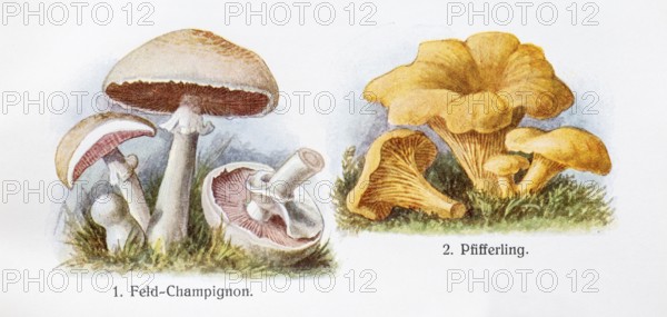 Drawings of edible mushrooms, field mushroom (Agaricus campestris), also known as field mushroom, field gerling or meadow gerling, chanterelle (Cantharellus cibarius) or true chanterelle, chanterelle, chanterelle sponge, also known as chanterelle sponge, young and old fruiting bodies, longitudinal section, lamellae, view from below, colour chromolithography, lithography, detailed historical colour plate, illustration from Otto Schmeil, textbook of botany. old fruiting bodies, longitudinal section, lamellae, view from below, coloured chromolithography, lithography, detailed historical colour plate, illustration from Otto Schmeil, Lehrbuch der Botanik, 28th edition, 1911, Germany, Europe