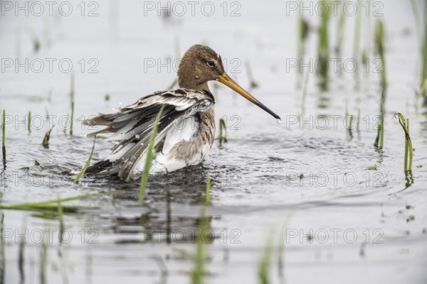 Black-tailed godwit (Limosa limosa), bathing, Lower Saxony, Germany, Europe