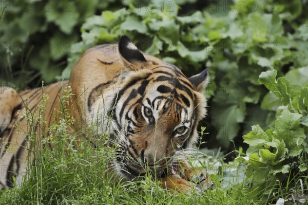 Sumatran tiger (Panthera tigris sumatrae), feeding, captive, occurring on Sumatra, Indonesia, Asia