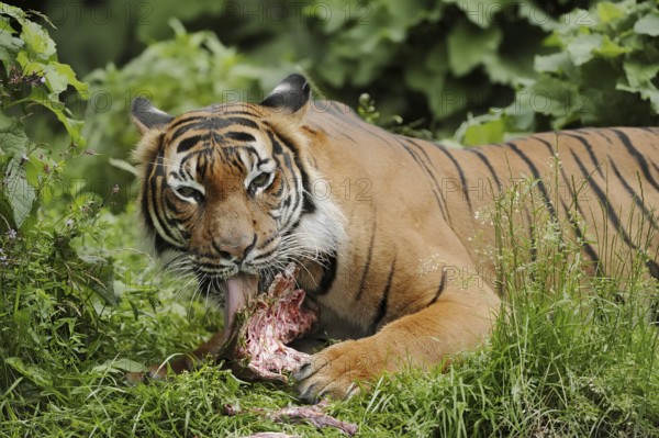 Sumatran tiger (Panthera tigris sumatrae), feeding, captive, occurring on Sumatra, Indonesia, Asia