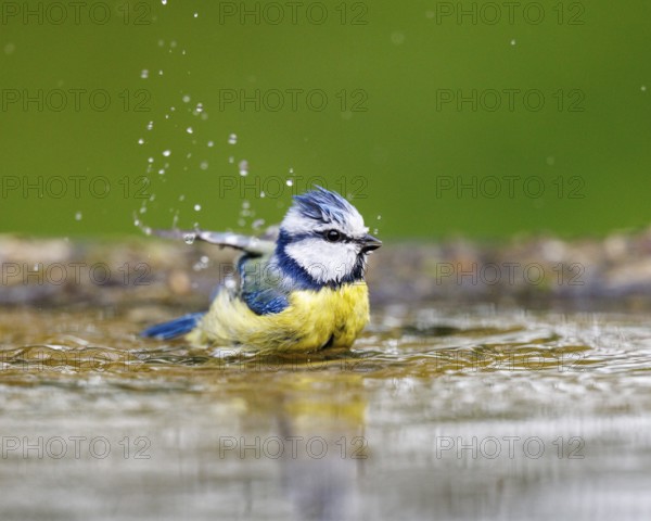 Blue tit (Cyanistes caeruleus), Germany, Europe