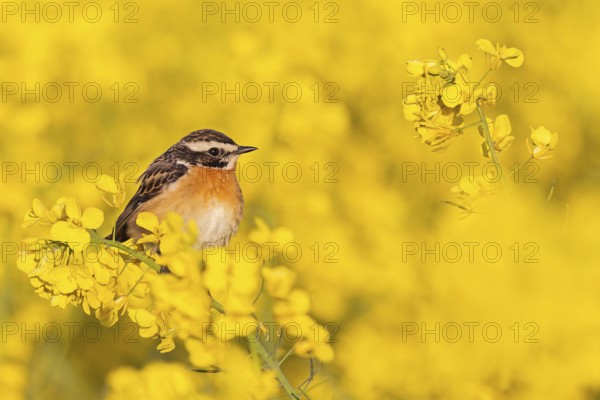 Whinchat (Saxicola rubetra) in flowering rape, yellow landscape, spring, foraging, Middle Elbe Biosphere Reserve, Saxony-Anhalt, Germany, Europe