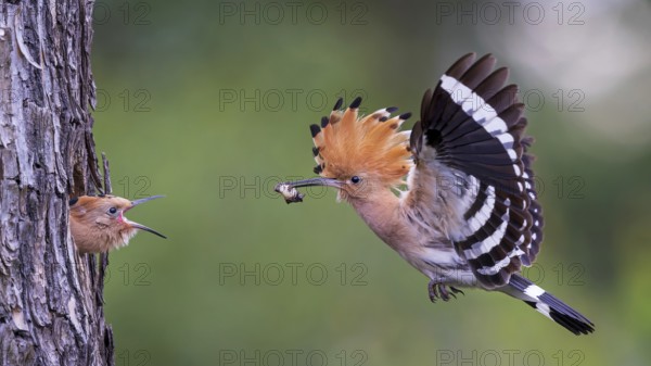 Hoopoe (Upupa epops) Bird of the Year 2022, with beetle larva as prey for the young bird in the breeding cavity, erected bonnet, sunrise, golden hour, backlight, flying, Middle Elbe Biosphere Reserve, Saxony-Anhalt, Germany, Europe