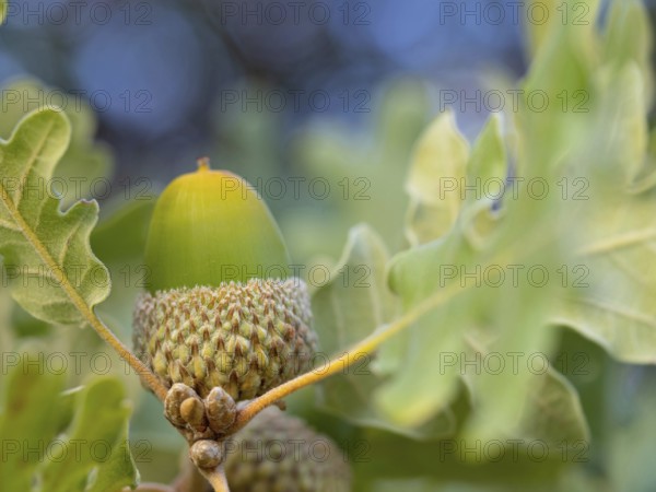 Cork oak (Quercus suber), acorn, Birdwatching Villuercas, Canamero, Extremadura / Caceres, Spain, Europe