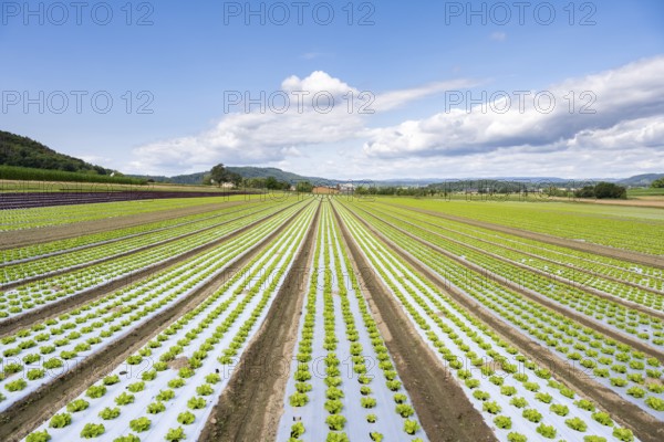 Young lettuce growing in a field, lettuce cultivation, vegetable cultivation, cultivation of lettuce seedlings, open-air cultivation with the use of plastic film that prevents the soil from drying out, accelerates growth, keeps weeds and pests away, Hegau, Baden-Württemberg, Germany, Europe