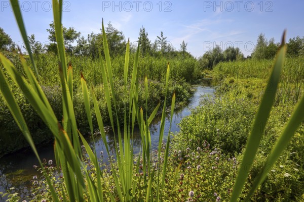 Bottrop-Gladbeck, North Rhine-Westphalia, Germany, Renaturalised Boye, the tributary of the Emscher, was transformed into a near-natural watercourse, flood protection and biodiversity through newly designed floodplains. Following the construction of a parallel sewer, the Boye is now free of wastewater, is part of the Emscher river system and thus part of the Emscher conversion, was previously an open, above-ground wastewater sewer, combined sewer with surface water and wastewater, Europe
