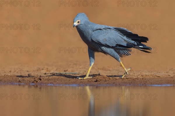 Cave harrier, Polyboroides typus), goshawk family, Morgan Kunda lodge / road to Kat, Jajari, North Bank, Gambia, Africa