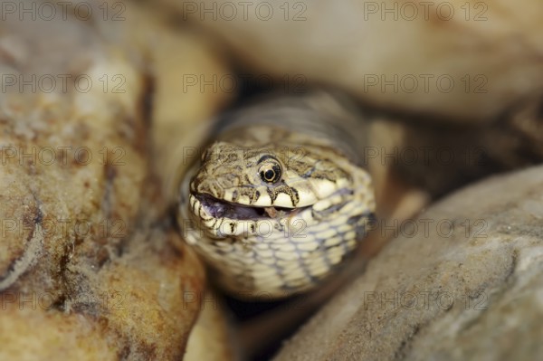 Dice snake (Natrix tessellata) with preyed fish, Provence, southern France