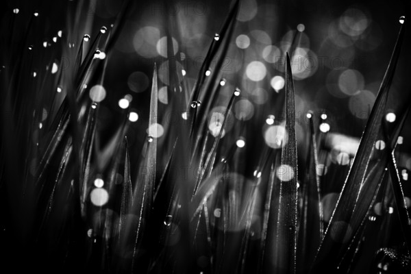 Blades of grass in detail with dewdrops, Mindelheim, Bavaria, Germany, Europe