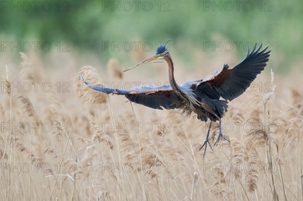 Purple heron (Ardea purpurea) in flight, Baden-Württemberg, Germany, Europe