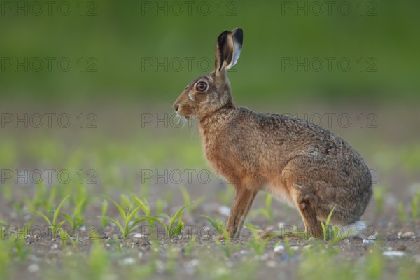 European brown hare (Lepus europaeus) adult animal in a farmland maize crop field, Norfolk, England, United Kingdom, Europe