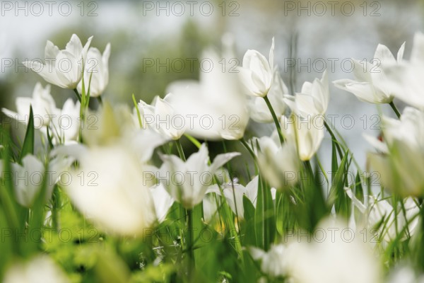 Flower meadow with tulips, Mainau Island, Lake Constance, Baden-Württemberg, Germany, Europe