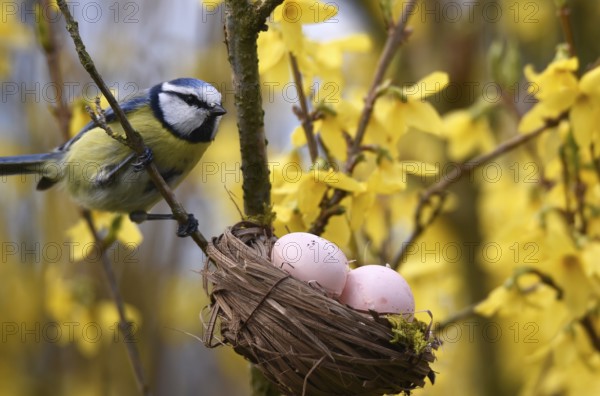 Blue tit (Cyanistes caeruleus) with Easter eggs in the forsythia
