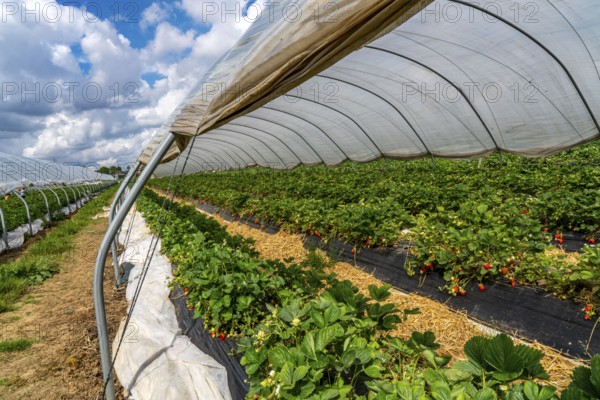 Harvest of strawberries, strawberry cultivation in the open, under a foil tunnel, young strawberry plants growing, in different stages of ripeness, near Dormagen, Rhineland, North Rhine-Westphalia, Germany, Europe