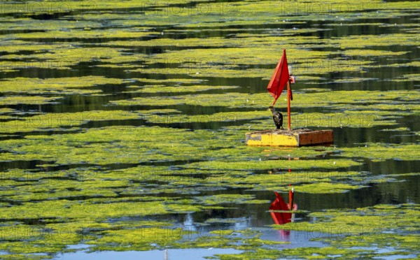 Waterweed, Elodea, an invasive species, green carpet of plants on Lake Baldeney in Essen, the fast-growing aquatic plant proliferates on large parts of the Ruhr reservoir, increased water temperatures accelerate growth, recreational boat traffic is severely impaired, Essen, North Rhine-Westphalia, Germany, Europe
